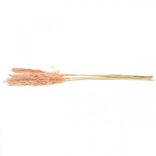 Artículo Hierba de pampa seca rosa flores secas decoración natural 65-75cm 6 piezas