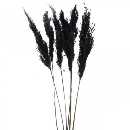 Floristik24 Hierba de pampa negra 65-75cm hierba seca decoración natural 6 piezas