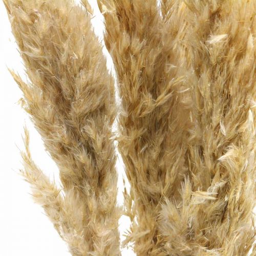 Artículo Decoración seca hierba de la pampa seca blanqueada 70-75cm 6 piezas