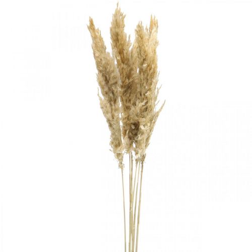 Floristik24 Decoración seca hierba de la pampa seca blanqueada 70-75cm 6 piezas