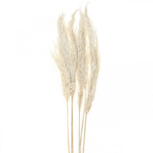 Hierba de pampa seca blanqueada decoración seca 65-75cm 6 piezas en un paquete