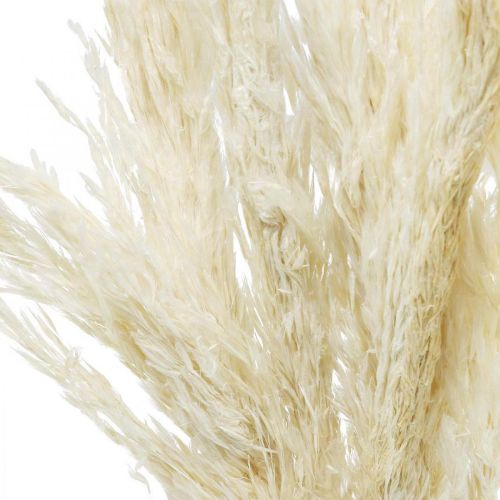 Artículo Hierba de pampa seca blanqueada decoración seca 65-75cm 6 piezas en un paquete