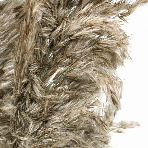 Floristik24 Hierba De Pampa Seca Natural Para Ramo Seco 70-75cm 6uds
