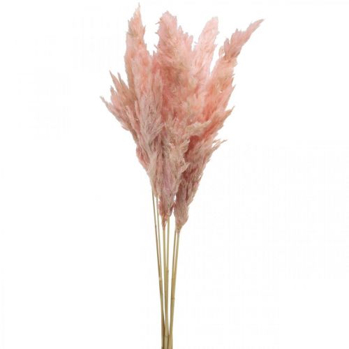 Floristik24 Floristería seca de hierba de pampa rosa seca 65-75cm 6 piezas en manojo