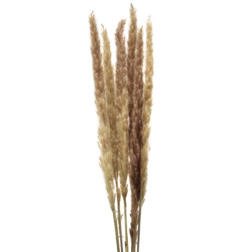 Artículo Hierba de la pampa decorativa seca natural, 70 cm, 6 unidades