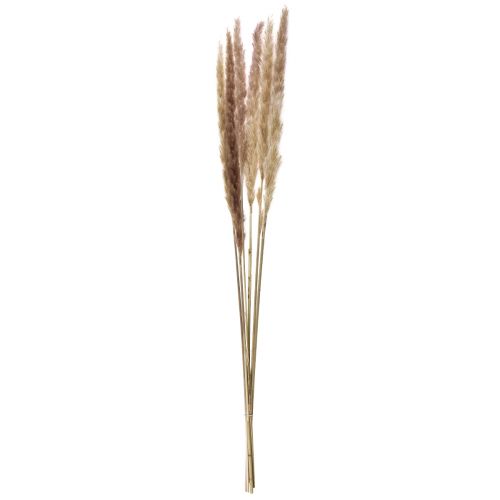 Artículo Hierba de la pampa decorativa seca natural, 70 cm, 6 unidades