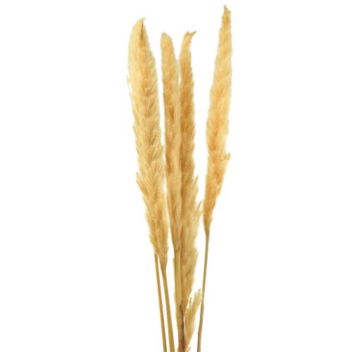 Artículo Hierba de la pampa hierba seca crema decoración seca 70cm 6uds