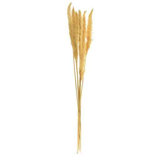 Artículo Hierba de la pampa hierba seca crema decoración seca 70cm 6uds