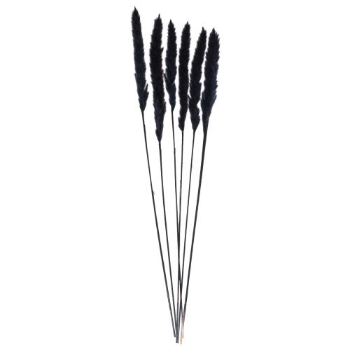 Artículo Hierba de la pampa decoración seca seca negra L72cm 6 piezas