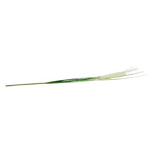 Floristik24 Fronda de hierba de pampa verde crema H100cm