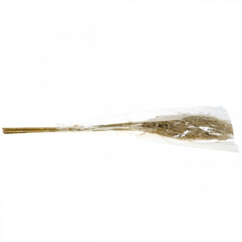 Floristik24 Pampas hierba seca natural floristería seca paquete de 75 cm con 10 piezas