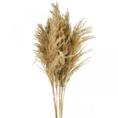 Floristik24 Pampas hierba seca natural floristería seca paquete de 75 cm con 10 piezas