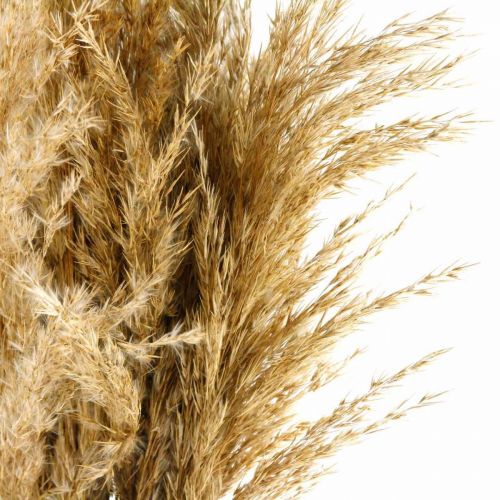 Floristik24 Pampas hierba seca natural floristería seca paquete de 75 cm con 10 piezas