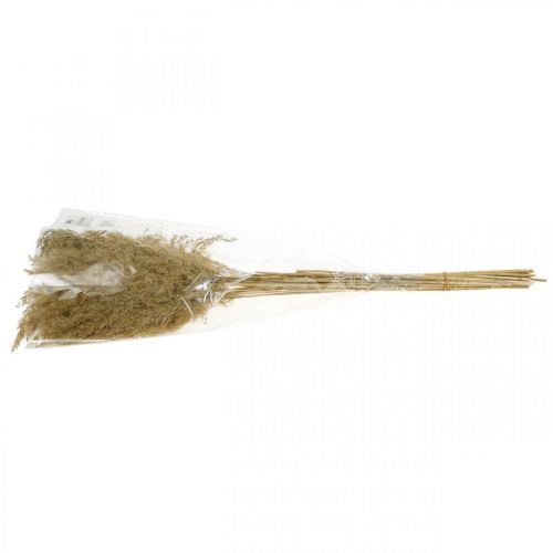 Floristik24 Hierba de pampa seca natural decoración seca 65cm 20 piezas en un paquete