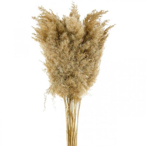 Floristik24 Hierba de pampa seca natural decoración seca 65cm 20 piezas en un paquete