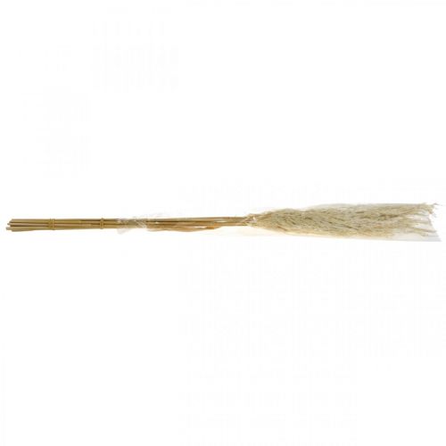 Floristik24 Hierba de pampa seca blanqueada, 75 cm, para ramo seco, paquete de 10
