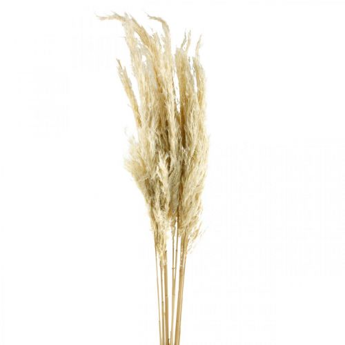 Hierba de pampa seca blanqueada, 75 cm, para ramo seco, paquete de 10