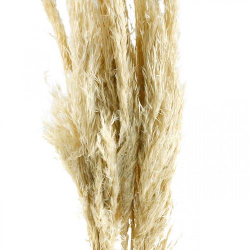 Floristik24 Hierba de pampa seca blanqueada, 75 cm, para ramo seco, paquete de 10