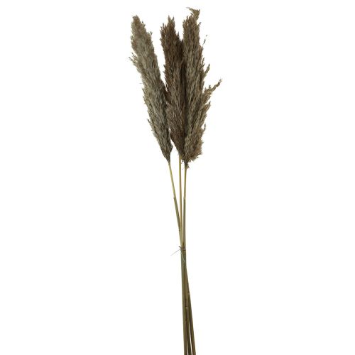 Floristik24 Hierba de pampa seca decorativa hierba seca natural 95cm 3 piezas