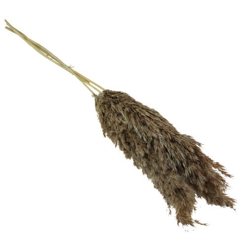 Artículo Hierba de pampa seca decorativa hierba seca natural 95cm 3 piezas