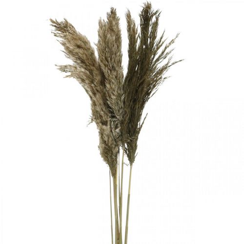 Floristik24 Manojo de hierba seca natural seca de pampas 70-75cm 6pcs
