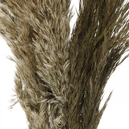 Floristik24 Manojo de hierba seca natural seca de pampas 70-75cm 6pcs