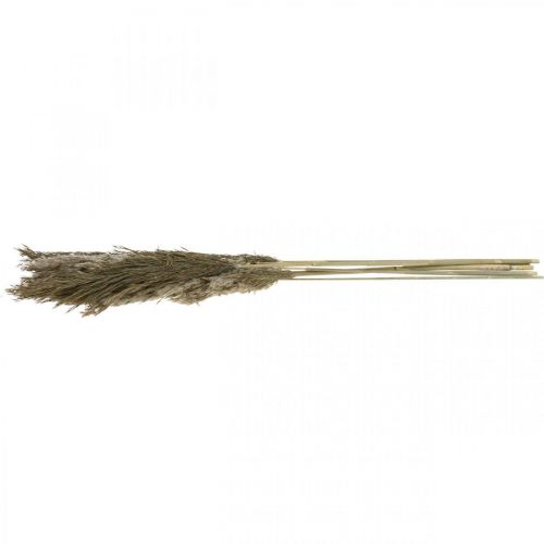 Floristik24 Hierba de pampa seca natural manojo de hierba seca 70-75cm 6 piezas