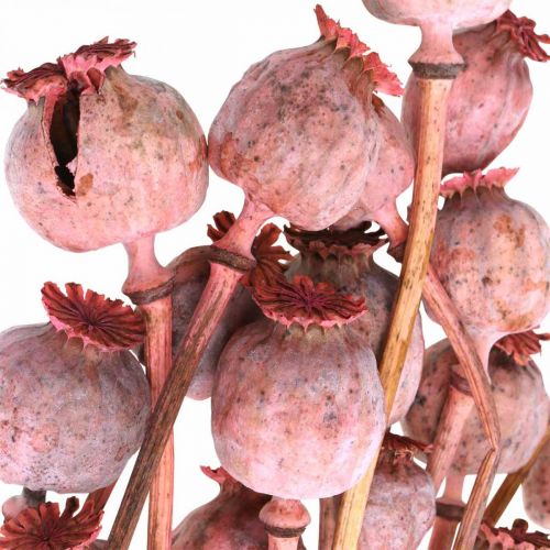 Floristik24 Dry Deco Poppy Cápsulas Flores Secas Color Rosa Amapola 75g