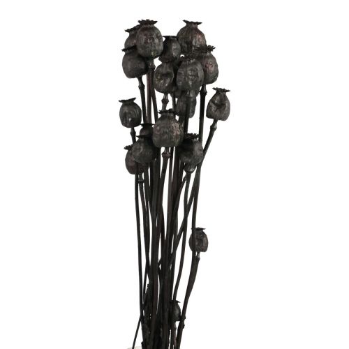 Flores secas de amapola en cápsulas secas Black Papaver 80g