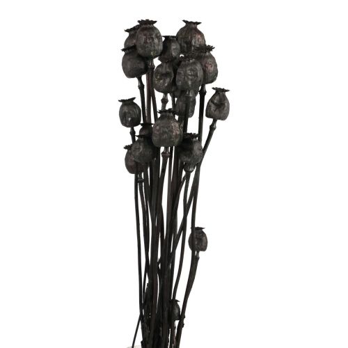 Floristik24 Flores secas de amapola en cápsulas secas Black Papaver 80g