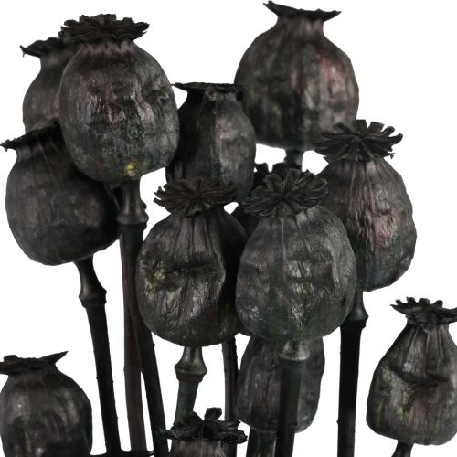 Floristik24 Flores secas de amapola en cápsulas secas Black Papaver 80g