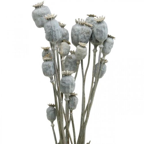 Floristik24 Deco Amapola Blanca Flores Secas Cápsulas De Amapola Papaver Racimo De 75g