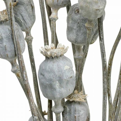 Floristik24 Deco Amapola Blanca Flores Secas Cápsulas De Amapola Papaver Racimo De 75g