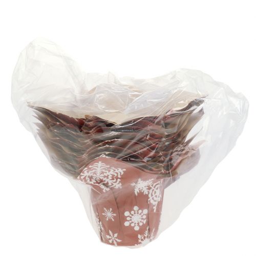 Floristik24 Macetas de papel con copos de nieve rojo, blanco Ø7cm 12pcs