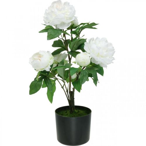 Floristik24 Paeonia artificial, peonía en maceta, planta decorativa flores blancas H57cm