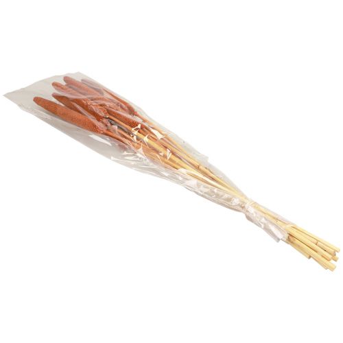 Artículo Cañas Decorativas Mijo Perla Babala Millet Marrón 70cm 10uds