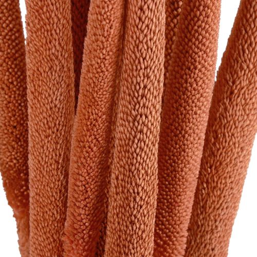 Artículo Cañas de mijo perla Babala mijo naranja 70cm 10uds