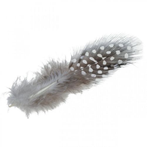 Floristik24 Plumas de gallina de Guinea 10g Marrón claro