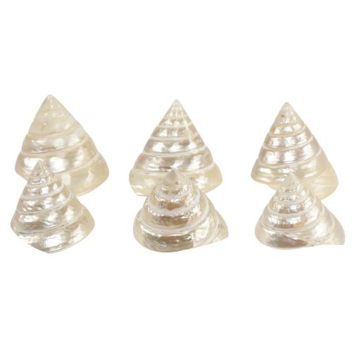 Caracol superior de nácar decoración caracol de mar 5–6cm 6 piezas