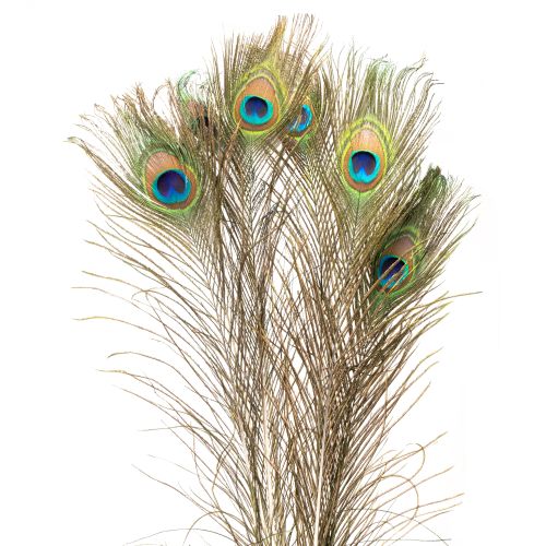 Floristik24 Plumas de pavo real decorativas, plumas de ave reales, largo 75-85 cm, 8 piezas