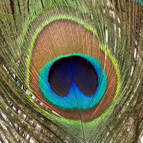 Artículo Plumas de pavo real decorativas, plumas de ave reales, largo 75-85 cm, 8 piezas