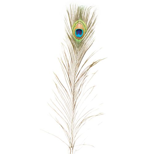 Artículo Plumas de pavo real decorativas, plumas de ave reales, largo 75-85 cm, 8 piezas