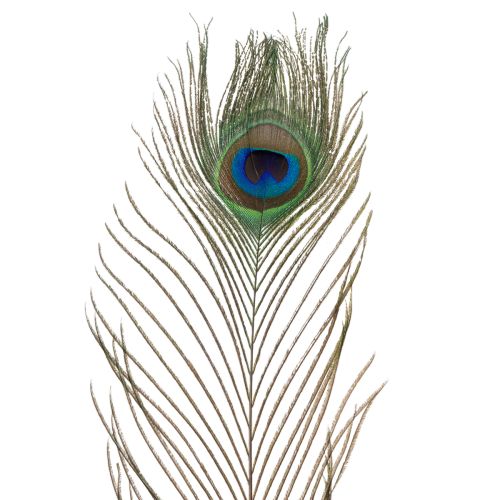 Artículo Plumas de pavo real, plumas de ave auténticas para manualidades y decoración, 55 cm, 10 unidades