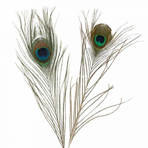 Floristik24 Decoración de plumas de pavo real Plumas reales para manualidades Natural 24-32cm 24 piezas