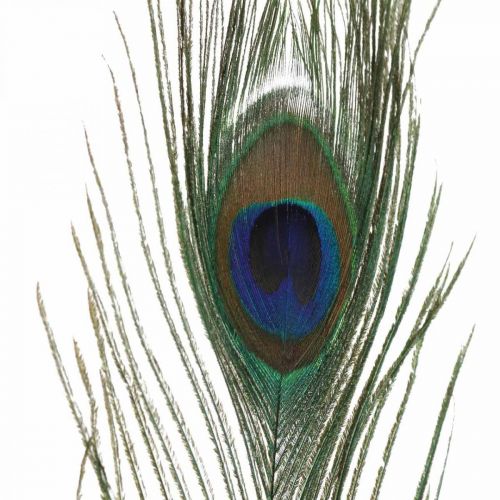 Floristik24 Decoración de plumas de pavo real Plumas reales para manualidades Natural 24-32cm 24 piezas