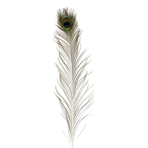 Floristik24 Decoración de plumas de pavo real plumas de pájaro reales largo 70cm 16 piezas