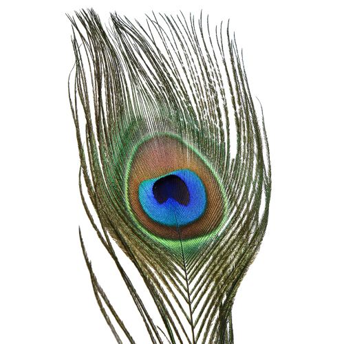 Artículo Decoración de plumas de pavo real plumas de ave reales de largo 70 cm 16 piezas