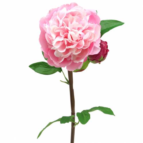 Floristik24 Peonía artificial con flor y capullo Rosa 68cm