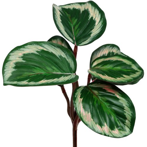 Floristik24 Planta Tropical Verde, Rosa 20cm