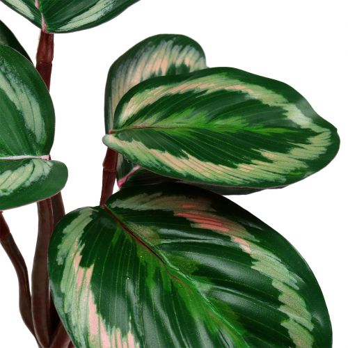 Floristik24 Planta Tropical Verde, Rosa 20cm
